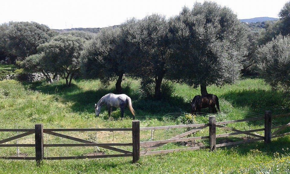 B&B L' Incantu Santa Teresa Gallura Luaran gambar